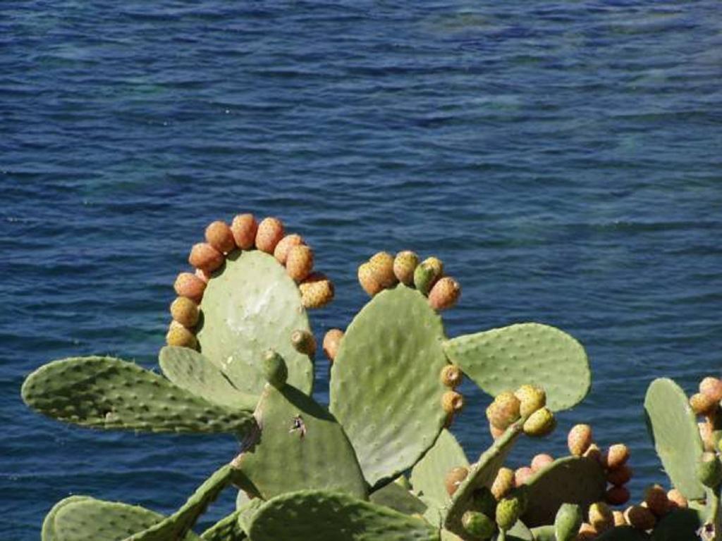 Pfa - Isola D'elba 3*